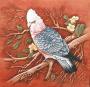 Pink Galah